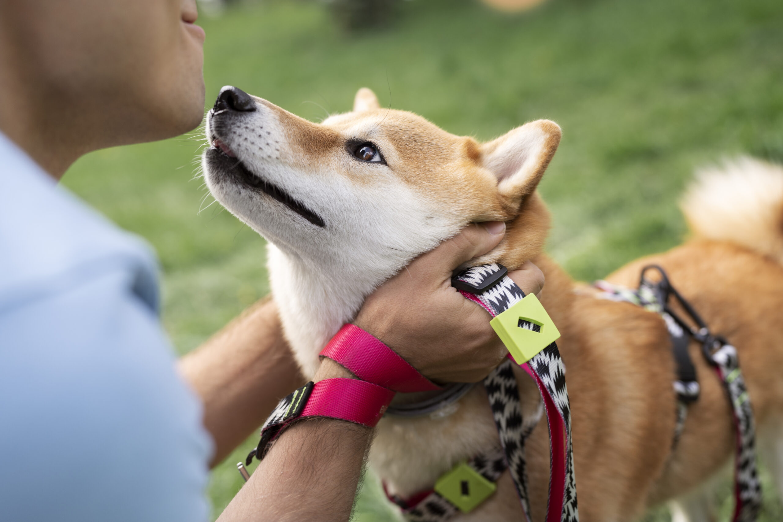 Collares GPS para perros: tranquilidad para dueños responsables