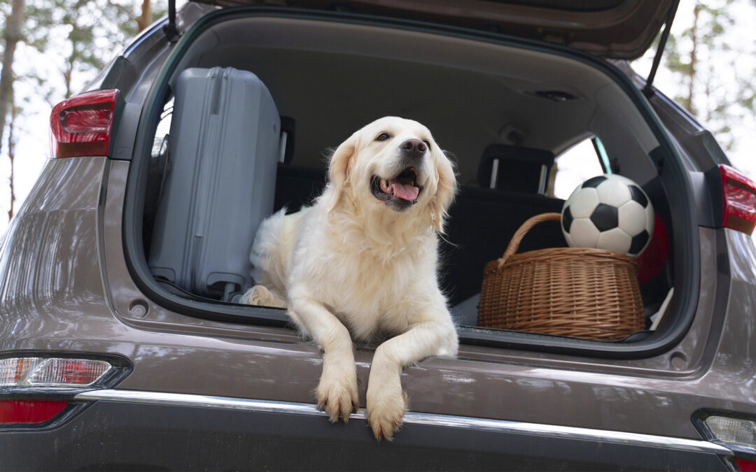 Cómo preparar a tu perro o gato para un viaje largo